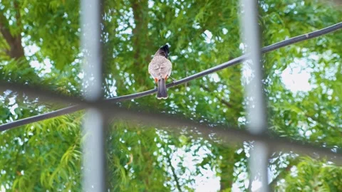 Red vented bulbul bird on tree with natural green leaves in background, Stock-Footage 254908379