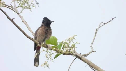 Red vented bulbul bird in tree . Stock Footage 267834341