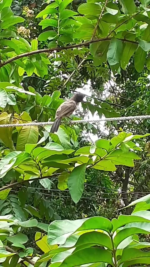 Red Vented Bulbul Bird on Wire Rope Stock Footage 280380403