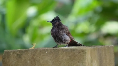 Red-vented Bulbul birds drying her feathers Stock Footage 314589717