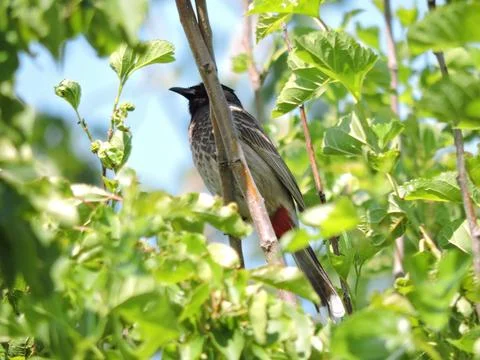Red vented Bulbul black head, scaly brown body, and the distinct red patch u Stockfoto's