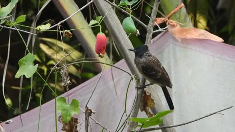 Red Vented Bulbul eating fruit . Stock Footage 270193572