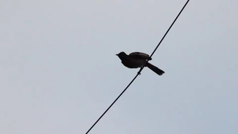 Red vented Bulbul in flight in slowmotion, in Asia on a morning run for food Stock Footage 246104737