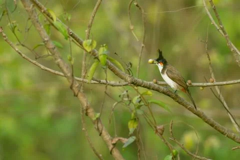 Red-vented-bulbul-in-forest Foto stock