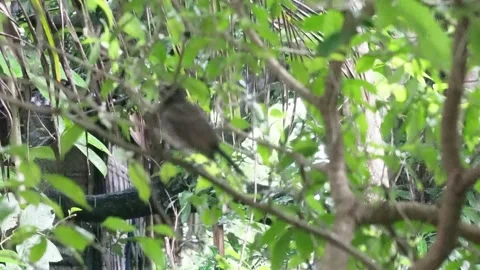 A red vented bulbul is hopping on the branches Stock Footage 314515047