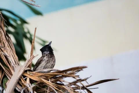 Red vented bulbul looking up while perching in a nest Stock-Fotos