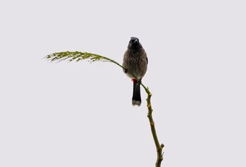 Red-vented Bulbul Perched Centered on a Vertical Branch Against Grey Sky Stock Photos