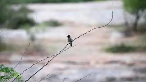 Red vented bulbul perched on a thin dry stem in Jawai national park Stock Footage 289844800