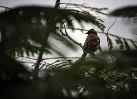 Red-vented Bulbul Perched on Tree Branch Viewed Through Dense Foliage Stock Photos