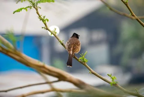 Red-vented Bulbul Perched on a Tree Branch Back View Stock Photos