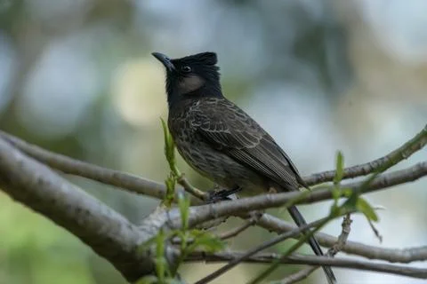 Red-vented Bulbul perched on tree branch in Janjehli, Mandi, Himachal 写真素材