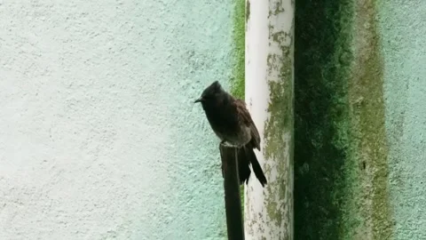 A Red-vented Bulbul is perching on a bamboo stick Stock Footage 314519180