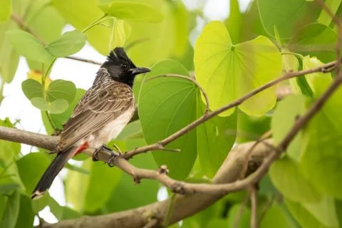 Red vented bulbul perching on a tree with bright green leaves Stock Photos