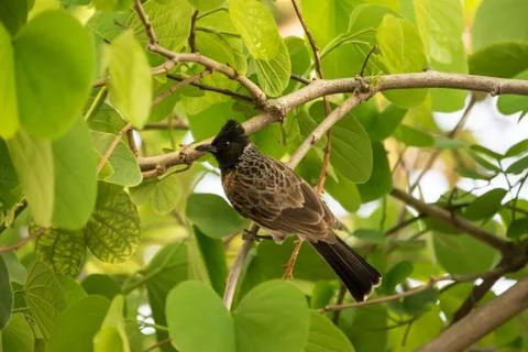 Red vented bulbul perching on a tree with bright green leaves Stock Photos