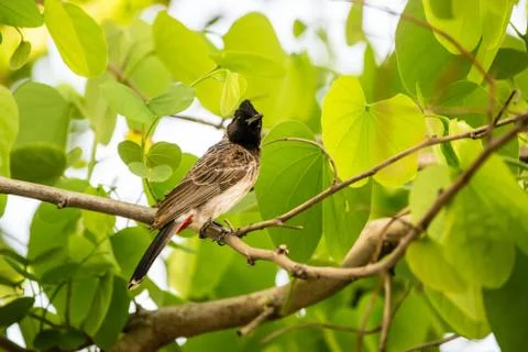 Red vented bulbul perching on a tree with bright green leaves Stock Photos