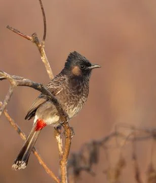Red-vented bulbul Stock Photos