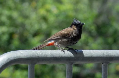 Red-vented bulbul Stock Photos