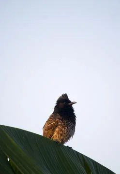 Red vented bulbul Stock Photos