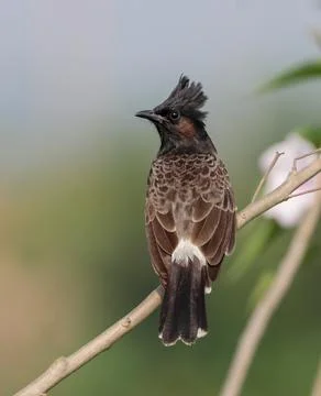 Red-vented bulbul Stock Photos
