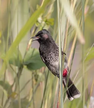 Red-vented bulbul Stock Photos