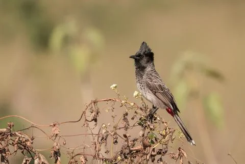 Red-vented bulbul Stock Photos
