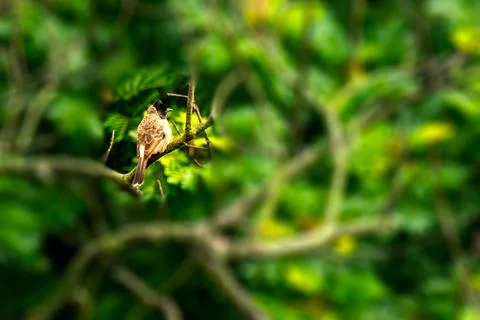 Red Vented Bulbul Stock Photos