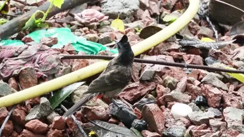 A red vented bulbul on the pile of bricks stone in close up Stock-Footage 314519036