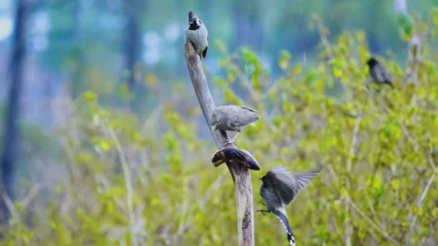 Red-vented Bulbul (Pycnonotus cafer) Stock Footage 283498472