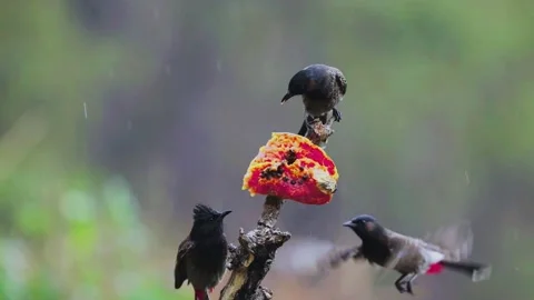 Red-vented Bulbul (Pycnonotus cafer) Stock Footage 283501207