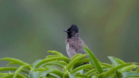 Red-vented Bulbul (Pycnonotus cafer) Stock Footage 283570261