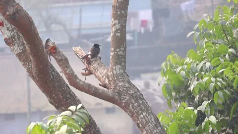 Red-vented Bulbul (Pycnonotus cafer) perches on a sunlit mahogany twig Stock Footage 317867461
