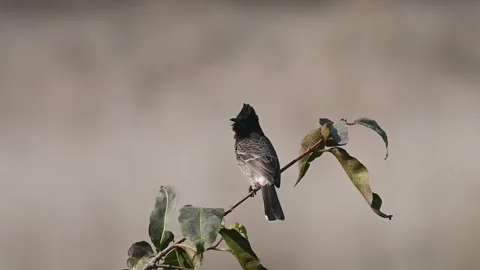 Red vented bulbul sitting on a thin neck in in Corbett national park Stock Footage 340514841