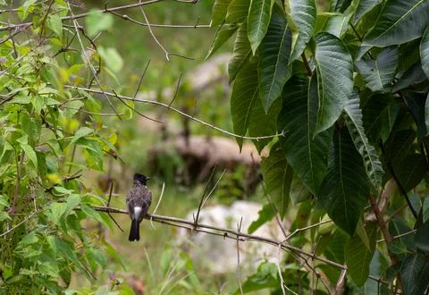 The red -vented bulbul sitting on a thin branch of a tree Stock Photos