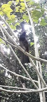 Red Vented Bulbul Sitting on Tree Twig Stock Photos
