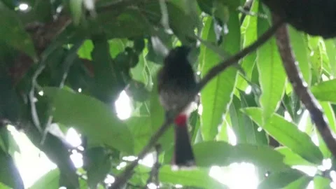 A red vented bulbul is sitting under the leaves of a tree Stock Footage 314515022