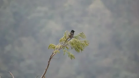 Red vented bulbul on tree branch Stock Footage 273032898