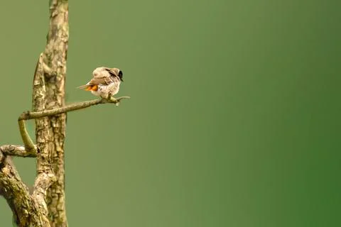 Red Vented Bulbul on the tree Fotos Stock