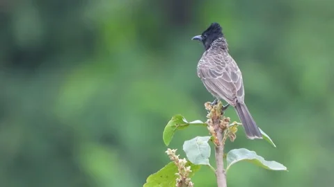 Red Vented Bulbul in tree UHD 4k . 스톡 동영상 136555822