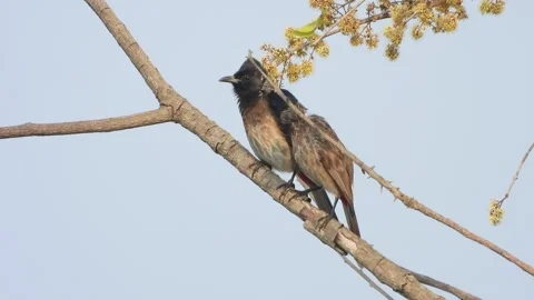 Red vented bulbul two birds. Stock Footage 267060074