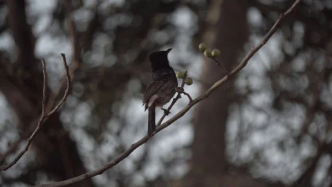 Red Vented Indian Bulbul looking for food 2, 4K Stock Footage 85920049