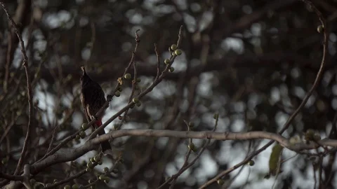Red Vented Indian Bulbul looking for food, 4K Stock Footage 85920070