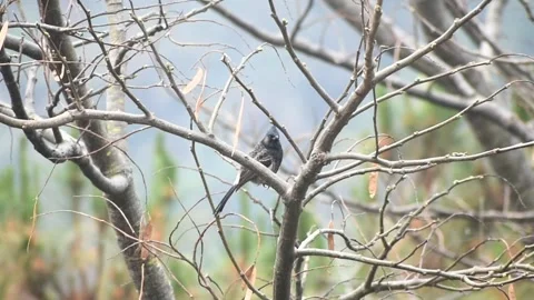 A red ventedbulbul in branch Stock Footage 273032106