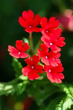 Red Verbena Stock Photos