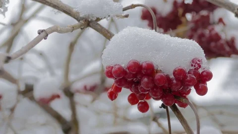 Red Viburnum Berries Video stock 69740337