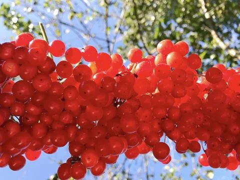 Red viburnum berries hang in clusters on a rope Stock Photos