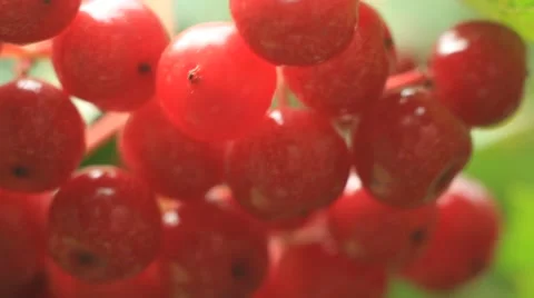 Red Viburnum berries in the tree Stock Footage 53612072
