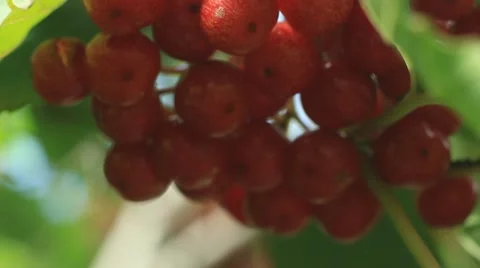 Red Viburnum berries in the tree Stock Footage 53612093