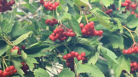 Red Viburnum berries in the tree Stock Footage 53612142