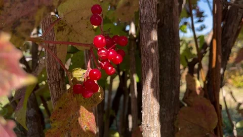 Red viburnum on branches Stock Footage 286786079