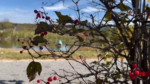 Red viburnum on branches Stock Footage 286787416